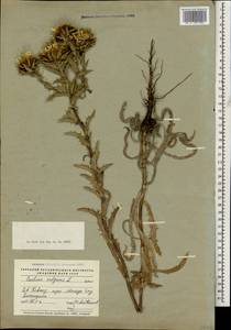 Carlina vulgaris L., Caucasus, Stavropol Krai, Karachay-Cherkessia & Kabardino-Balkaria (K1b) (Russia)