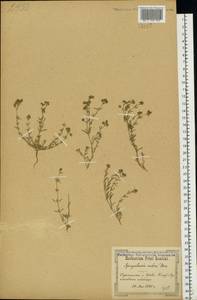 Spergularia rubra (L.) J. Presl & C. Presl, Eastern Europe, North Ukrainian region (E11) (Ukraine)