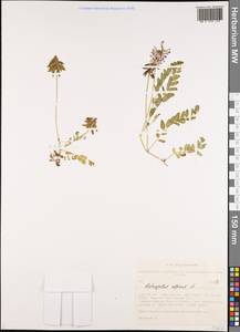 Astragalus alpinus L., Siberia, Altai & Sayany Mountains (S2) (Russia)