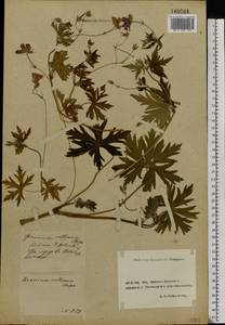 Geranium collinum Stephan ex Willd., Eastern Europe, Rostov Oblast (E12a) (Russia)