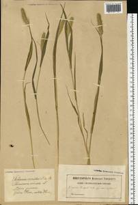 Setaria viridis (L.) P.Beauv., Eastern Europe, Latvia (E2b) (Latvia)