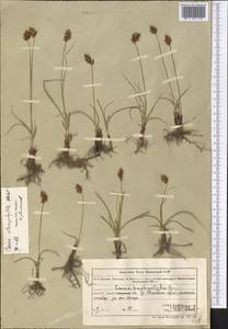 Carex stenophylla Wahlenb., Middle Asia, Northern & Central Tian Shan (M4) (Kazakhstan)