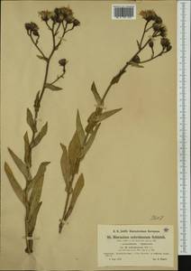 Hieracium picroides subsp. ochroleucum (Hoppe) Zahn, Western Europe (EUR) (France)
