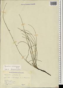 Equisetum ramosissimum Desf., Caucasus, Armenia (K5) (Armenia)