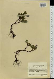 Salix myrsinites L., Eastern Europe, Northern region (E1) (Russia)
