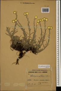 Helichrysum pallasii (Spreng.) Ledeb., Caucasus, Armenia (K5) (Armenia)
