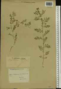 Descurainia sophia (L.) Webb ex Prantl, Eastern Europe, Rostov Oblast (E12a) (Russia)