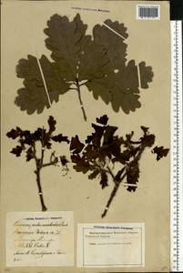 Quercus robur L., Eastern Europe, Latvia (E2b) (Latvia)