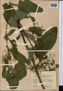 Scrophularia umbrosa Dumort., Middle Asia, Western Tian Shan & Karatau (M3) (Uzbekistan)