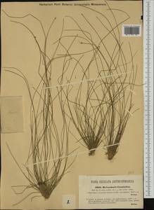 Eleocharis carniolica W.D.J.Koch, Western Europe (EUR) (Slovenia)