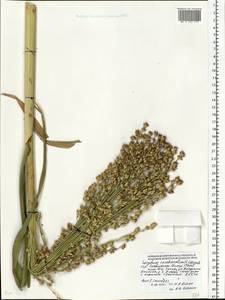 Sorghum bicolor (L.) Moench, Eastern Europe, Moscow region (E4a) (Russia)