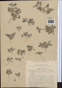 Astragalus tribuloides Delile, Middle Asia, Western Tian Shan & Karatau (M3) (Tajikistan)