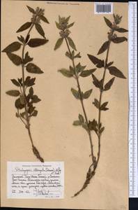Stachyopsis oblongata (Schrenk) Popov & Vved., Middle Asia, Western Tian Shan & Karatau (M3) (Kyrgyzstan)