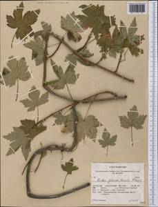 Ribes glandulosum Grauer, America (AMER) (United States)