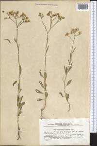 Haplophyllum ferganicum Vved., Middle Asia, Western Tian Shan & Karatau (M3) (Kyrgyzstan)