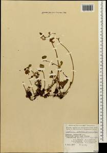 Phedimus stolonifer (S. G. Gmel.) 't Hart, Caucasus, Armenia (K5) (Armenia)