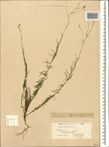 Linum tenuifolium L., Caucasus, Georgia (K4) (Georgia)