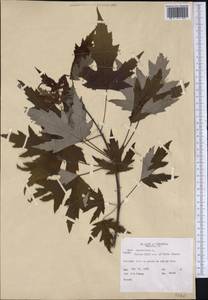 Acer saccharinum L., America (AMER) (United States)