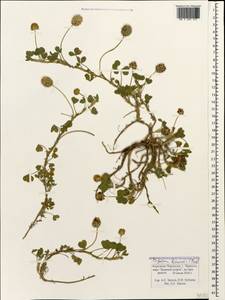 Trifolium fragiferum subsp. bonannii (C.Presl)Sojak, Caucasus, Stavropol Krai, Karachay-Cherkessia & Kabardino-Balkaria (K1b) (Russia)