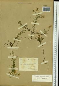 Heteropappus altaicus (Willd.) Novopokr., Siberia, Baikal & Transbaikal region (S4) (Russia)