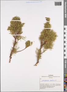 Juniperus sabina L., Siberia, Altai & Sayany Mountains (S2) (Russia)