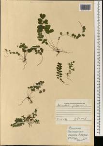 Adiantum philippense L., South Asia, South Asia (Asia outside ex-Soviet states and Mongolia) (ASIA) (Philippines)