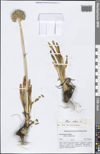 Allium nutans L., Siberia, Altai & Sayany Mountains (S2) (Russia)