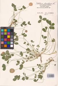 Trifolium fragiferum L., Eastern Europe, Lower Volga region (E9) (Russia)