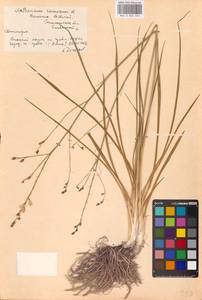 Anthericum ramosum L., Eastern Europe, South Ukrainian region (E12) (Ukraine)