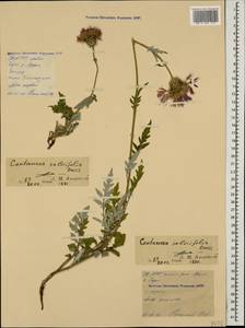Psephellus salviifolius Boiss., Caucasus, North Ossetia, Ingushetia & Chechnya (K1c) (Russia)