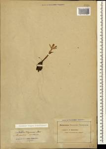 Colchicum trigynum (Steven ex Adam) Stearn, Caucasus, Georgia (K4) (Georgia)