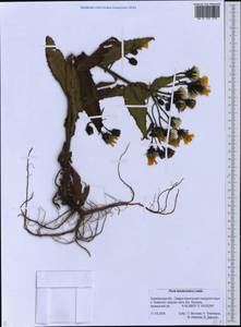 Picris japonica subsp. kamtschatica (Ledeb.) Hultén, Siberia, Russian Far East (S6) (Russia)