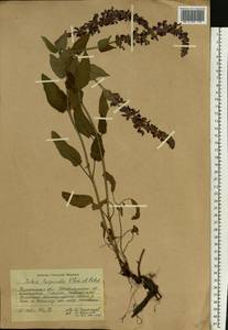 Salvia nemorosa subsp. pseudosylvestris (Stapf) Bornm., Eastern Europe, South Ukrainian region (E12) (Ukraine)