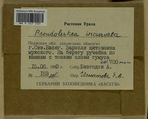 Lescuraea incurvata, Bryophytes, Bryophytes - Permsky Krai, Udmurt Republic, Sverdlovsk & Kirov Oblasts (B8) (Russia)