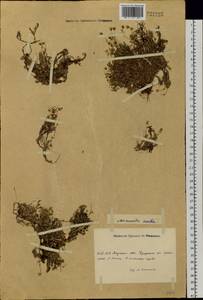 Cherleria arctica (Steven ex Ser.) A. J. Moore & Dillenb., Siberia, Yakutia (S5) (Russia)