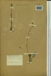 Endocellion sibiricum (J. F. Gmel.) J. Toman, Siberia (no precise locality) (S0) (Russia)