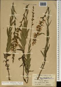 Asyneuma canescens subsp. canescens, Caucasus, Armenia (K5) (Armenia)