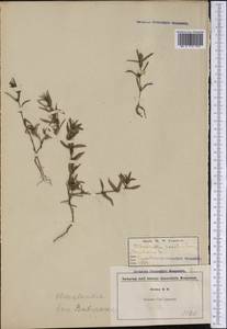 Oldenlandia, America (AMER) (United States)