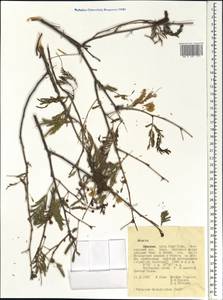 Acacia, Africa (AFR) (Ethiopia)