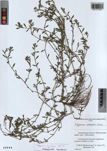 Polygonum humifusum Mert. ex C. Koch, Siberia, Altai & Sayany Mountains (S2) (Russia)