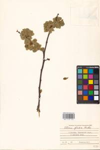 Ulmus glabra, Eastern Europe, Moscow region (E4a) (Russia)