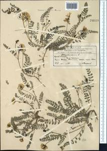 Astragalus alpinus L., Middle Asia, Northern & Central Tian Shan (M4) (Kyrgyzstan)
