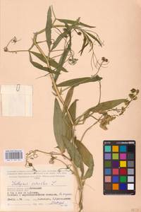 Lathyrus sylvestris L., Eastern Europe, Western region (E3) (Russia)