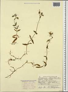 Cerastium lazicum Boiss., Caucasus, Turkish Caucasus (NE Turkey) (K7) (Turkey)