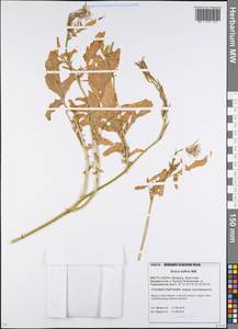 Eruca vesicaria subsp. sativa (Mill.) Thell., Eastern Europe, Belarus (E3a) (Belarus)