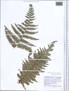Pteridium aquilinum subsp. aquilinum, Caucasus, Black Sea Shore (from Novorossiysk to Adler) (K3) (Russia)
