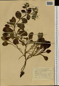 Mertensia maritima (L.) Gray, Siberia, Russian Far East (S6) (Russia)