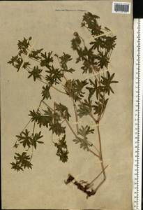 Geranium sanguineum L., Eastern Europe, Moscow region (E4a) (Russia)