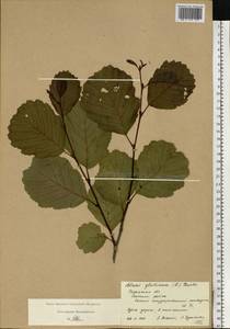 Alnus glutinosa (L.) Gaertn., Eastern Europe, Central region (E4) (Russia)