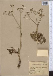 Ferula karataviensis (Regel & Schmalh.) Korovin, Middle Asia, Western Tian Shan & Karatau (M3) (Kazakhstan)